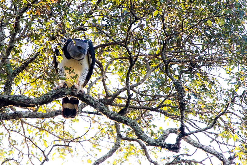 Harpia fotografada no Parque Estadual do Turvo. Foto: