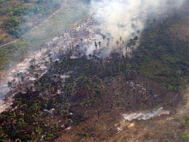 Veredas em chamas. Pobre Cerrado! (Foto: Divulgação/Ibama)