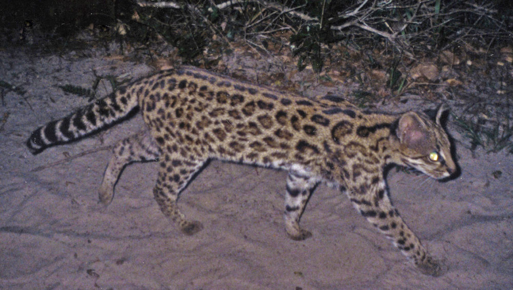 [i]Leopardus guttulus[/i], é encontrado nos estados do Sul e Sudeste do país. As duas espécies não cruzam entre si. Crédito: Projeto Gatos do Mato - Brasil