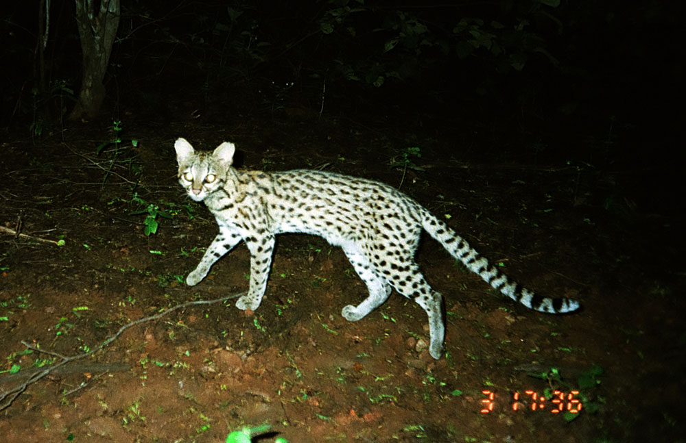 Apesar da semelhança, o [i]Leopardus trigrinus[/i] (acima) vive mais ao norte. Crédito: Projeto Gatos do Mato - Brasil