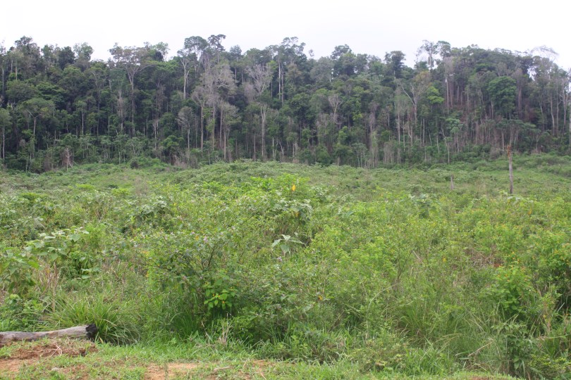 Área desmatada no município de Paragominas