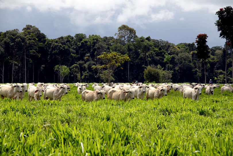 Rebanho bovino ocupava menos de 1 hectare por cabeça. Agora, produtividade aumentou, sem abrir novas áreas de pasto. Foto: Sindicato dos Produtores Rurais de Paragominas