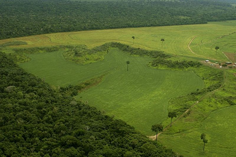 Todos os anos a Amazônia perde parte de sua cobertura. O que não se sabe é se o ritmo de destruição aumentou ou diminuiu esse ano. Foto