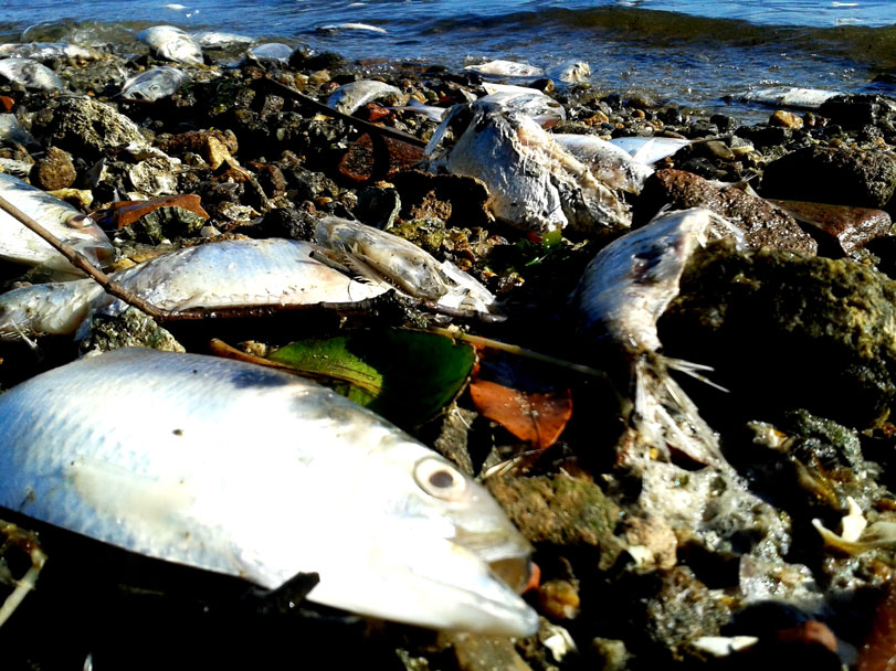 Toneladas de savelhas (uma espécie de sardinha) têm sido recolhidas das praias de Paquetá. Segundo relato de moradores, os peixes morrem asfixiados. Fotos: Fabíola Ortiz