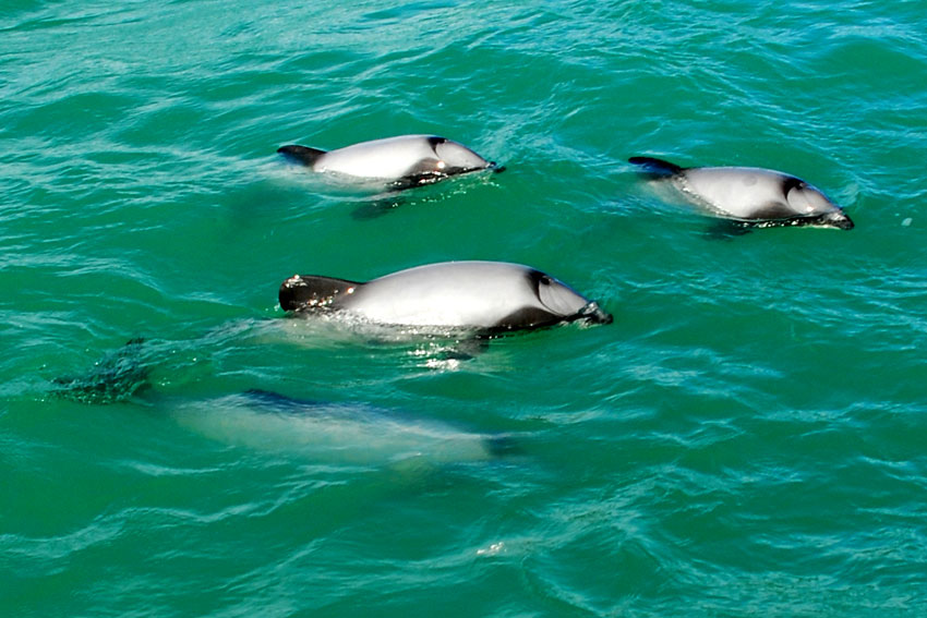 Existem duas populações de golfinhos-de-hector ([i]Cephalorhynchus hectori[/i]) conhecidas, um em cada lado da Ilha do Sul da Nova Zelândia. Elas são divididas pelas águas profundas do Estreito de Cook e a ponta sudoeste da ilha. A espécie parece relutante ou incapaz de cruzar áreas de águas profundas. Foto: