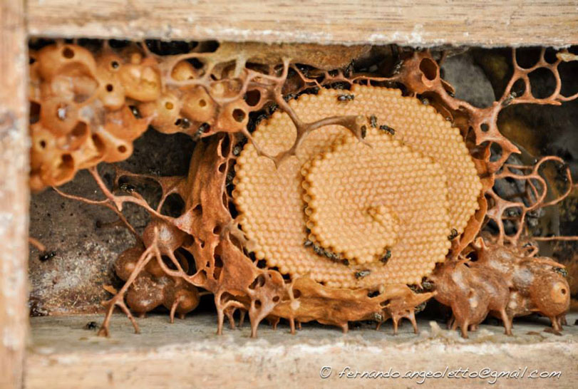 Mel de abelha nativa: ingrediente que é candidato a entrar na Arca do Gosto. Foto: Fernando Angeoletto