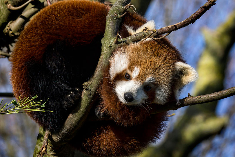 Panda-vermelho ([i]Ailurus fulgens[/i])fotografado no zoológico Drusillas Park, Inglaterra. Foto: