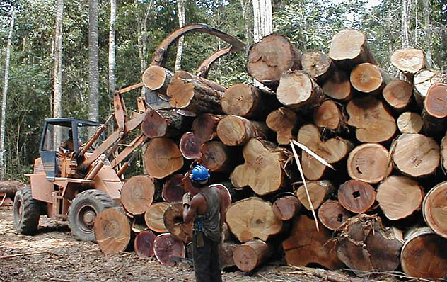 Exploração de madeira na Amazônia: regime de manejo na região é cercado de incertezas. (Foto: Susan Trumbore)