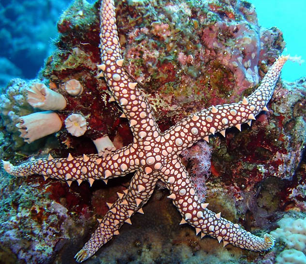 Fauna e flora marinha encotradas no Mar Vermelho deslumbram por sua diversidade e cores. (Fotos: Ana Leonor)