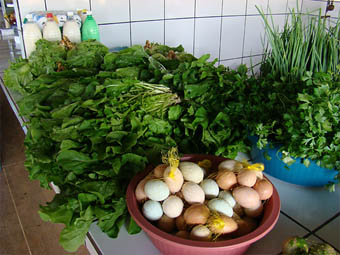 Agricultura familiar em Juína é responsável por metade do suprimento local de frutas, legumes e verduras. (Foto: Andreia Fanzeres)
