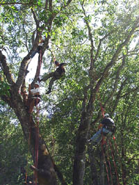 A árvore escolhida para a escalada precisa ser inspecionada para ver se há sinais de  que ela está ôca ou doente.