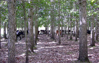 Propriedade no Uruguai que concilia pecuária e plantação de eucaliptos. (Foto: Ministerio de Ganaderia, Agricultura e Pesca do Uruguay)