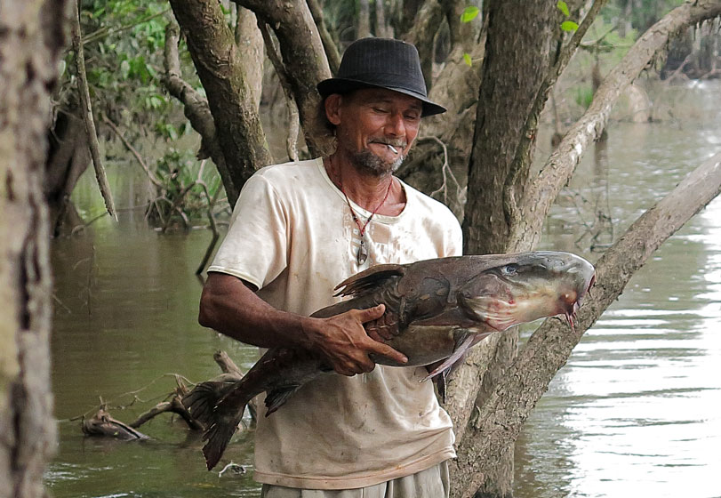 Os rios da região do Viruá têm 500 espécies de peixes já registradas, como este cuiú-cuiu ([i]Oxydoras niger[/i]). Foto: Fábio Olmos
