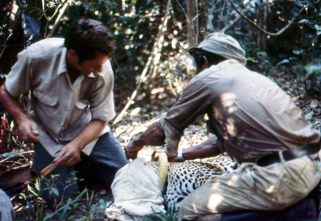 Captura de onça-pintada fêmea, em Acurizal, município de Corumbá, Pantanal, 1978. Foto: acervo Peter Crawshaw