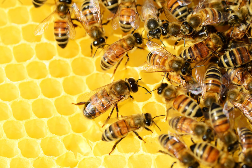As abelhas iniciaram a greve e adesão de bichos e plantas foi geral. Foto: