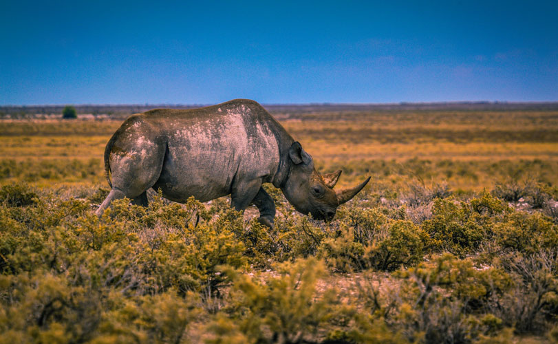 Um rinoceronte-negro ([i]Diceros bicornis[/i]) faz o seu caminho através do Parque Nacional de Etosha, Namíbia. Foto: