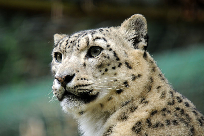 Leopardo-das-neves ([i]Panthera uncia[/i]) no Zoológico de Nuremberg. Foto:
