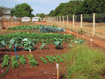 Cultivo orgânico de legumes e verduras na CEF São José. (Foto: Aldem Bourscheit)