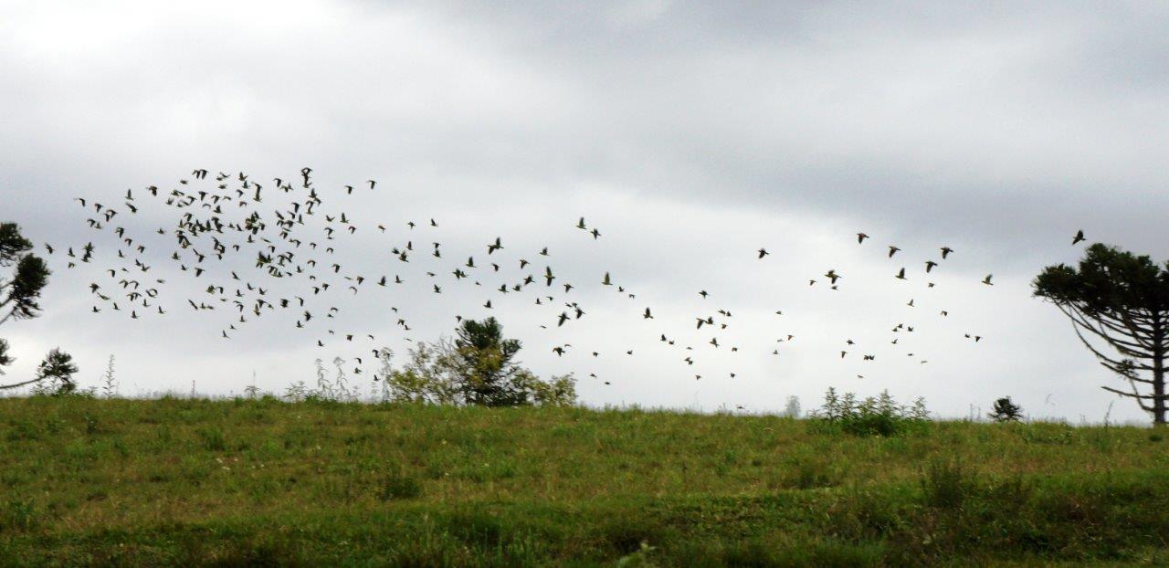 A revoada de um grupo de papagaios-charão em Urupema. Foto: Marc Dourojeanni