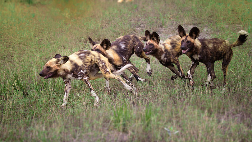 Uma matilha de mabecos ([i]Lycaon pictus[/i]), também conhecidos como cães-selvagens-africanos ou cães-caçadores-africanos. Foto: