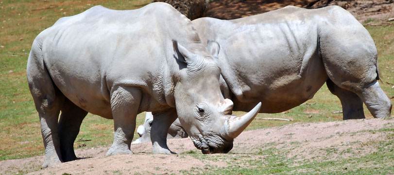 Existem hoje dezenas de milhares de rinocerontes brancos, uma vitória para uma espécie cuja população chegou a ter apenas cerca de 50 indivíduos. Este sucesso de conservação, no entanto, está ameaçado pelo enorme aumento da caça ilegal. Foto: