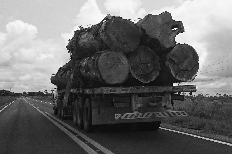 Caminhão transporta árvores cortadas no interior do Acre. Foto: Daniel Santini