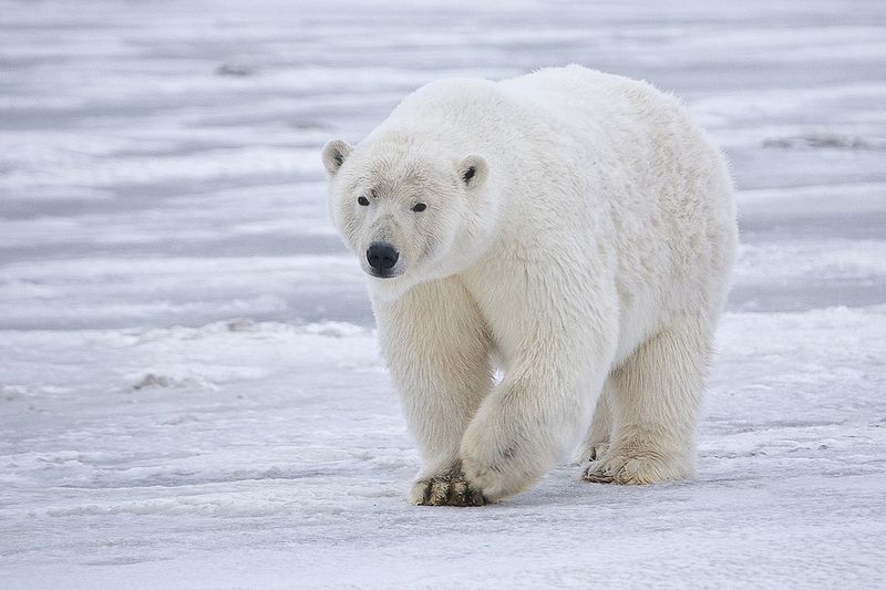 O Urso Polar do Ártico (Ursus maritimus) está ameaçado pela perda de habitat devido ao degelo, consequências das mudanças climáticas. Foto: Wikipédia. 